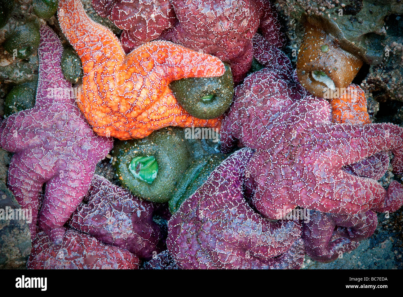 Seesterne und Seeanemonen bei Ebbe Bandon Strand Oregon Stockfoto