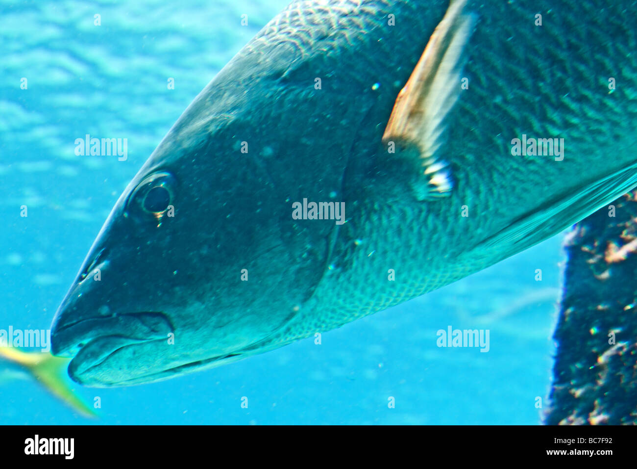 Große Fische schwimmen im Aquarium im blauen Wasser des Nassau, Bahamas Stockfoto