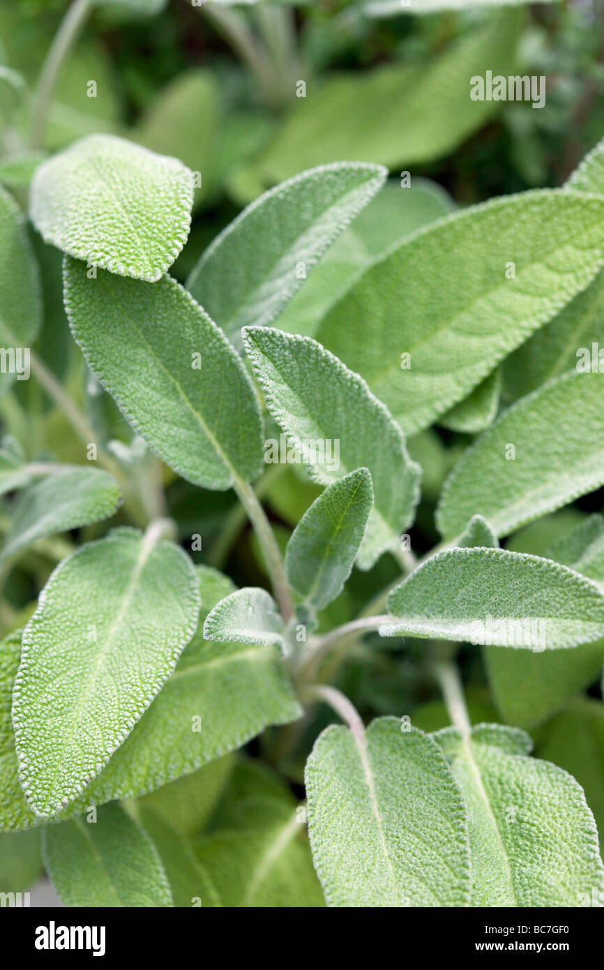 Frischer Salbei Stockfoto