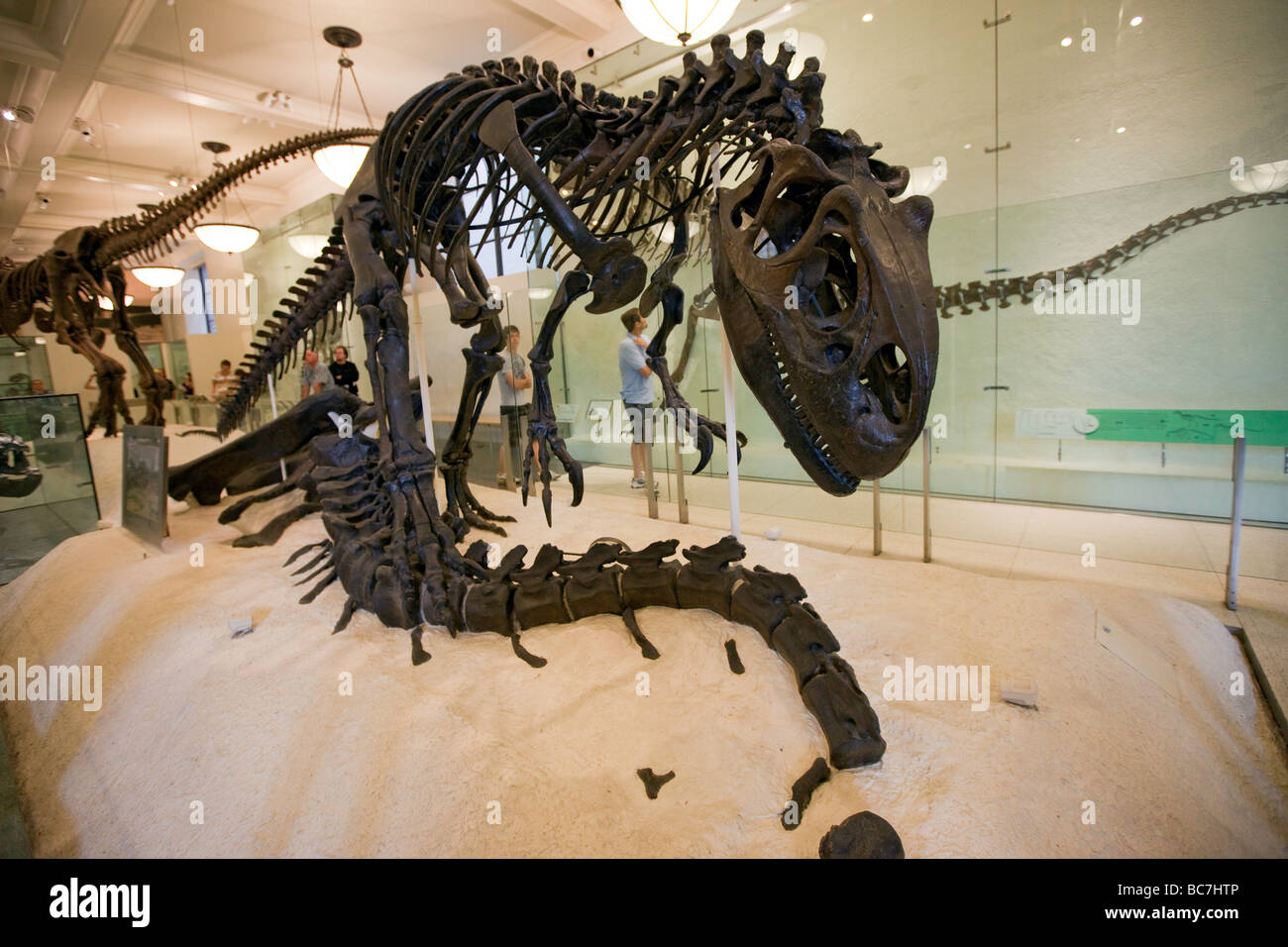 Allosaurus an die Dinosaurier Ausstellung Museum of Natural History NYC Stockfoto
