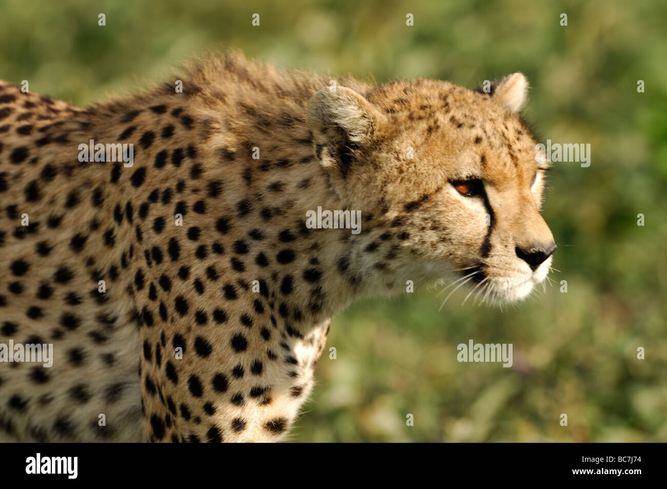 Stock Foto Nahaufnahme Profil eines Geparden, Ndutu, Tansania, Februar 2009. Stockfoto