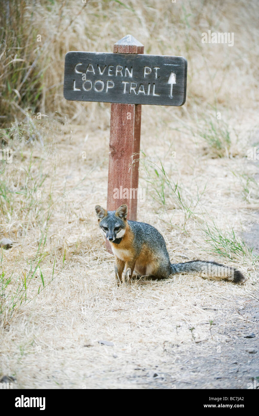 Insel-Fuchs (Urocyon Littoralis), stark gefährdet, Insel Santa Cruz, Channel Islands National Park, Kalifornien ENDEMISCH Stockfoto