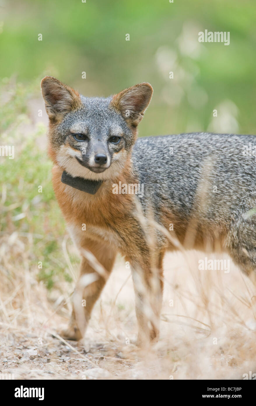 Insel-Fuchs (Urocyon Littoralis), stark gefährdet, Insel Santa Cruz, Channel Islands National Park, Kalifornien ENDEMISCH Stockfoto