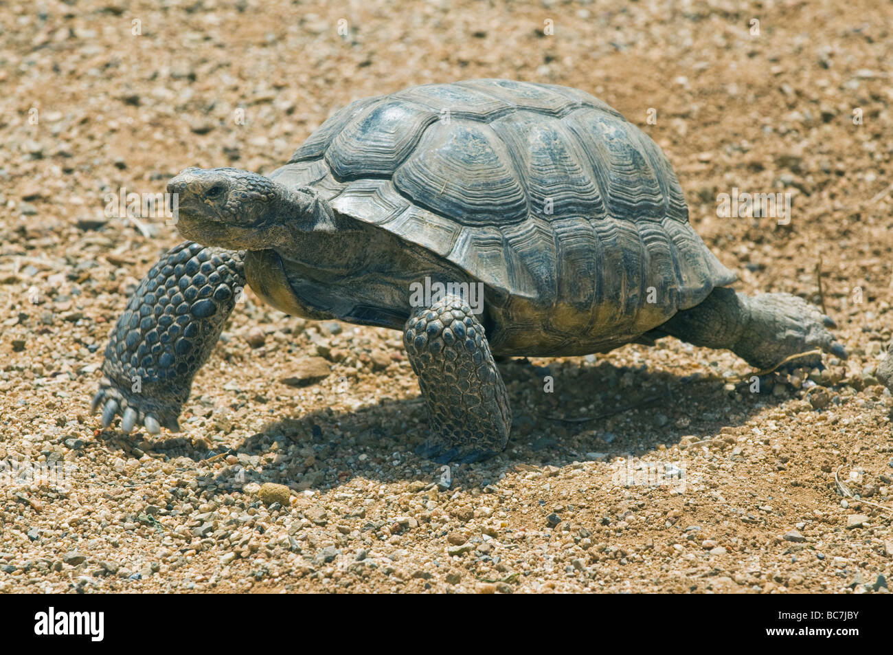 Wüste Schildkröte (Gopherus Agassizii) stark gefährdet, Kalifornien, in Gefangenschaft Stockfoto