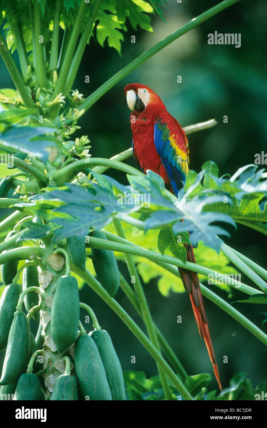 Scharlachrote Aras (Ara Macao) Tambopata Reservat, Amazonas, Peru Stockfoto