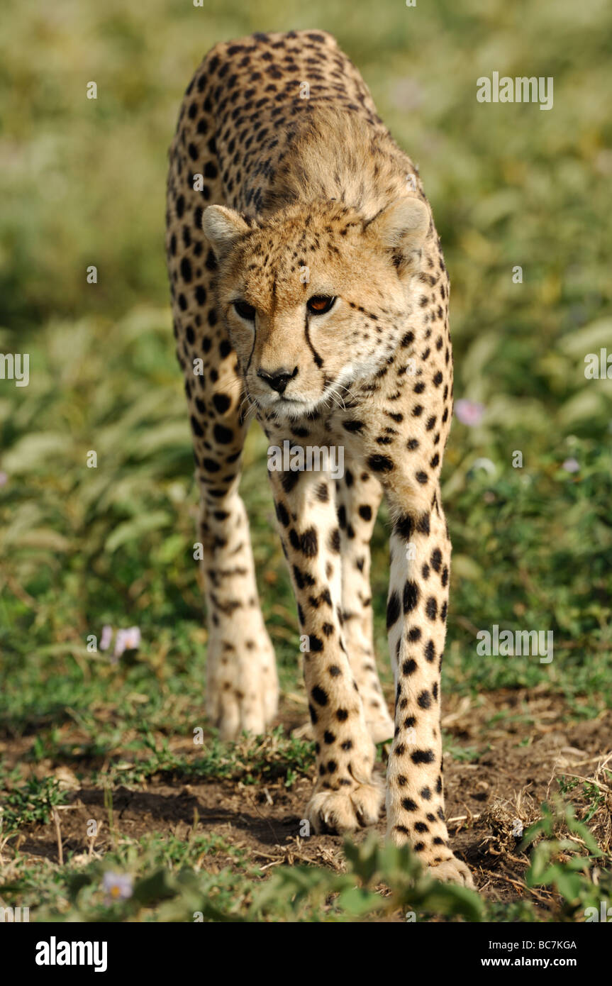 Stock Foto von einem Geparden in einem stalking pose, Ndutu, Ngorongoro Conservation Area, Tansania, Februar 2009. Stockfoto