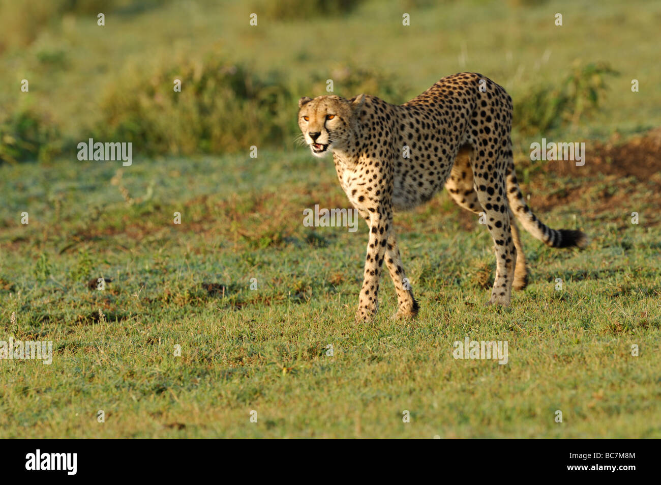 Stock Foto von einem Geparden (Acinonyx Jubatus) zu Fuß über die kurze Grasebenen, Ndutu, Tansania Stockfoto
