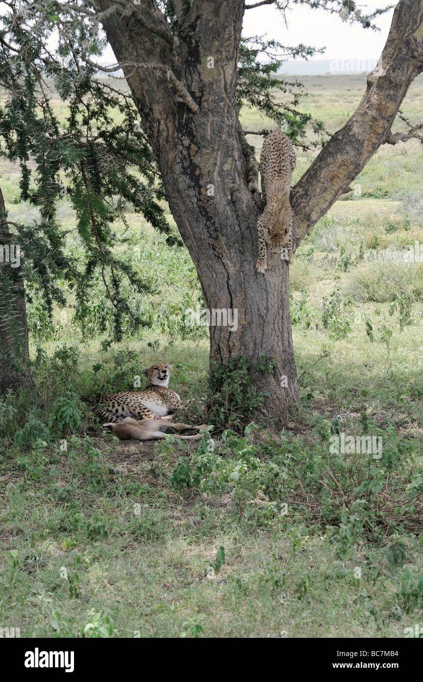 Stock Foto von einem Geparden Cub Abstieg von einem Baum, Serengeti Nationalpark, Tansania, Februar 2009. Stockfoto