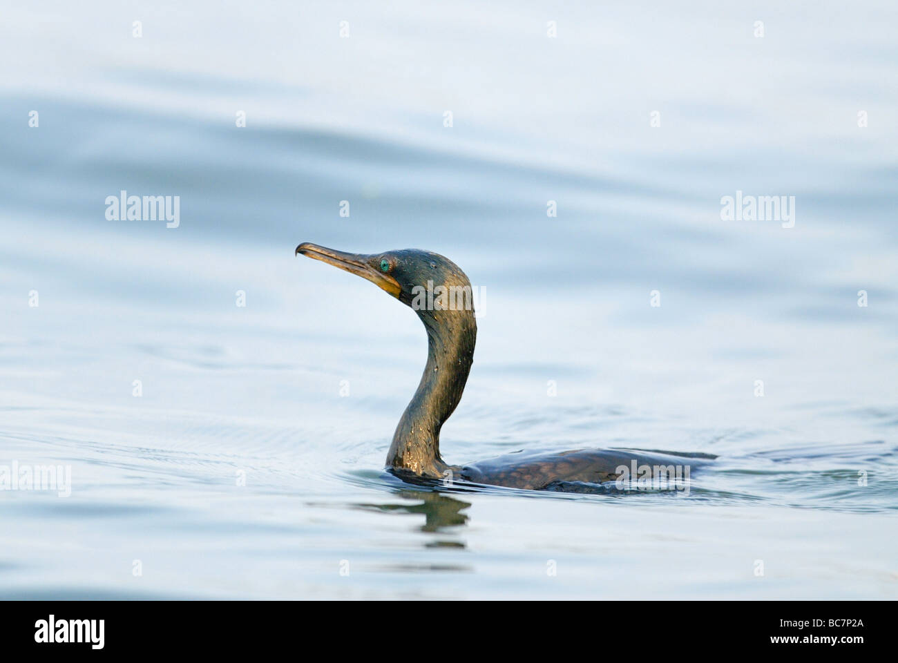 Indische Kormoran Vembanad See, Süd-Indien Stockfoto