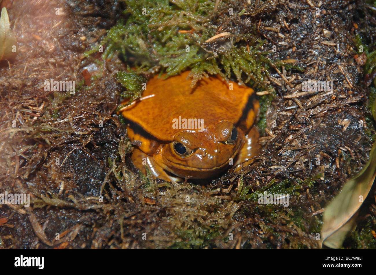 Tomatenfrosch, Dyscophus antongili Stockfoto