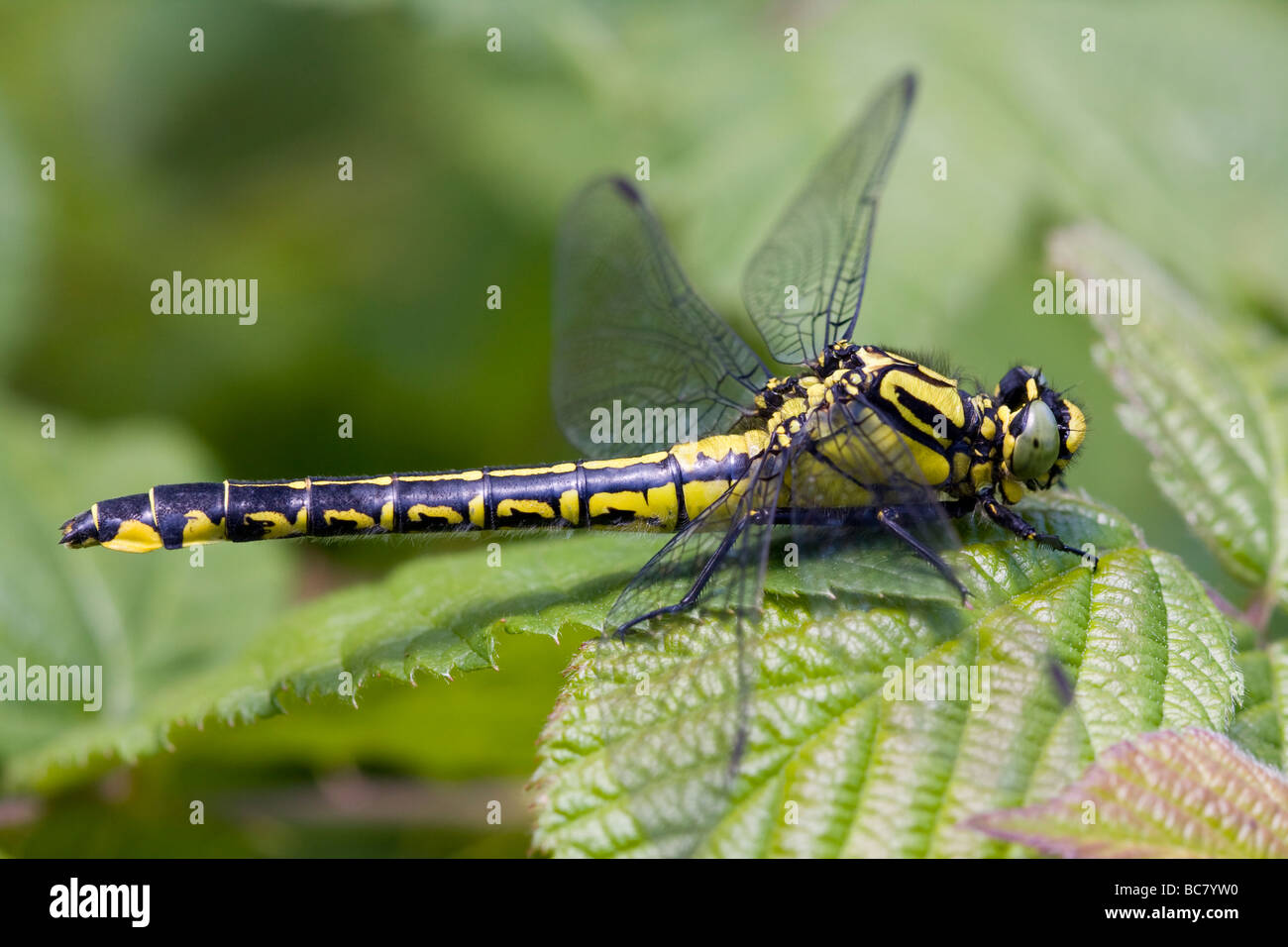 Club-tailed Libelle Befestigung Vulgatissimus ruht auf Vegetation im Morgenlicht, Haugh Wood, Herefordshire, England. Stockfoto