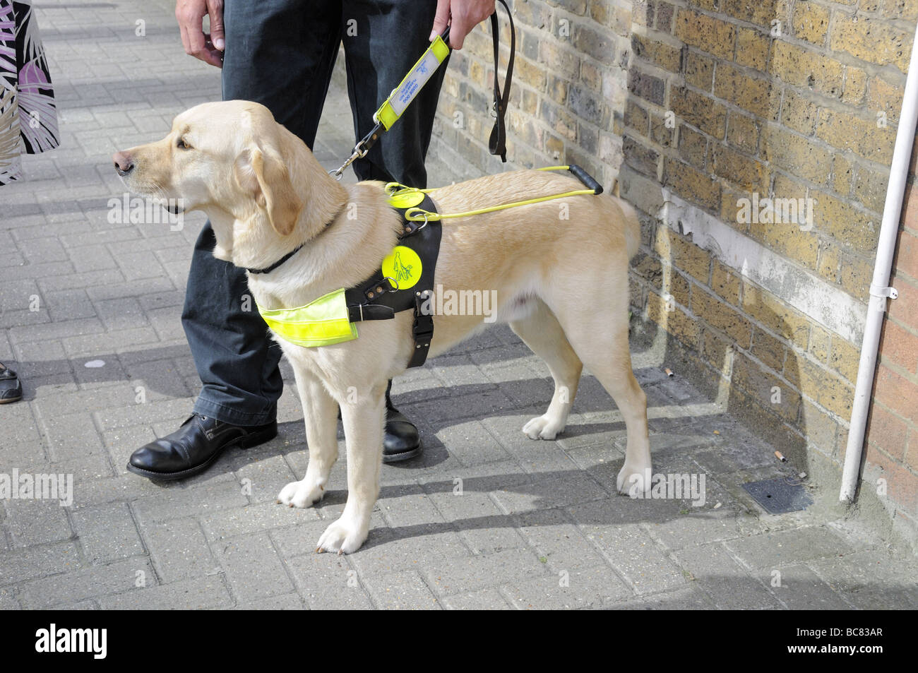 Blindenhund für Blinde mit trainer Stockfoto