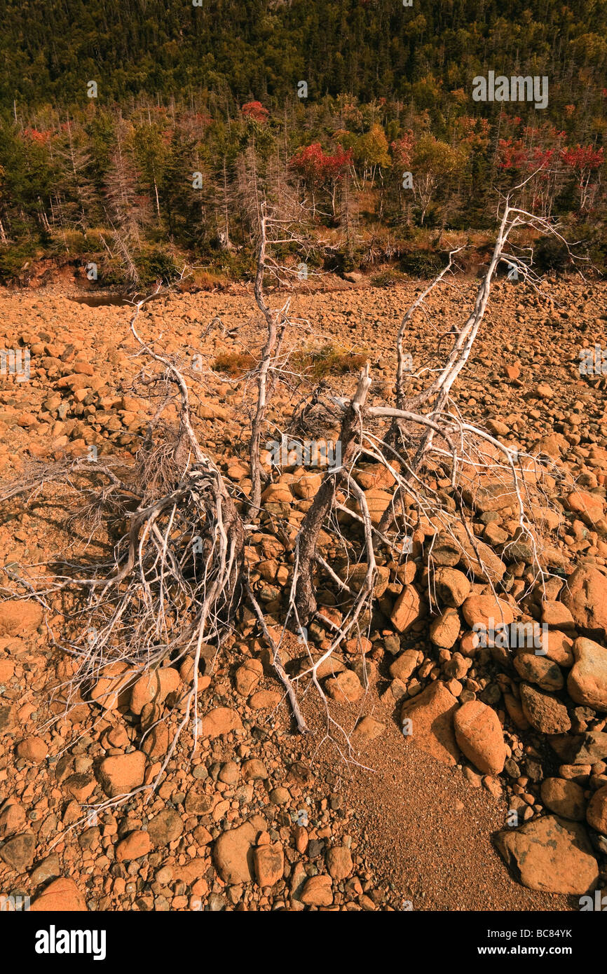 Gebleichte Baum auf den Hochebenen von Wallace Brook, Gros Morne National Park, Neufundland, Kanada. Stockfoto