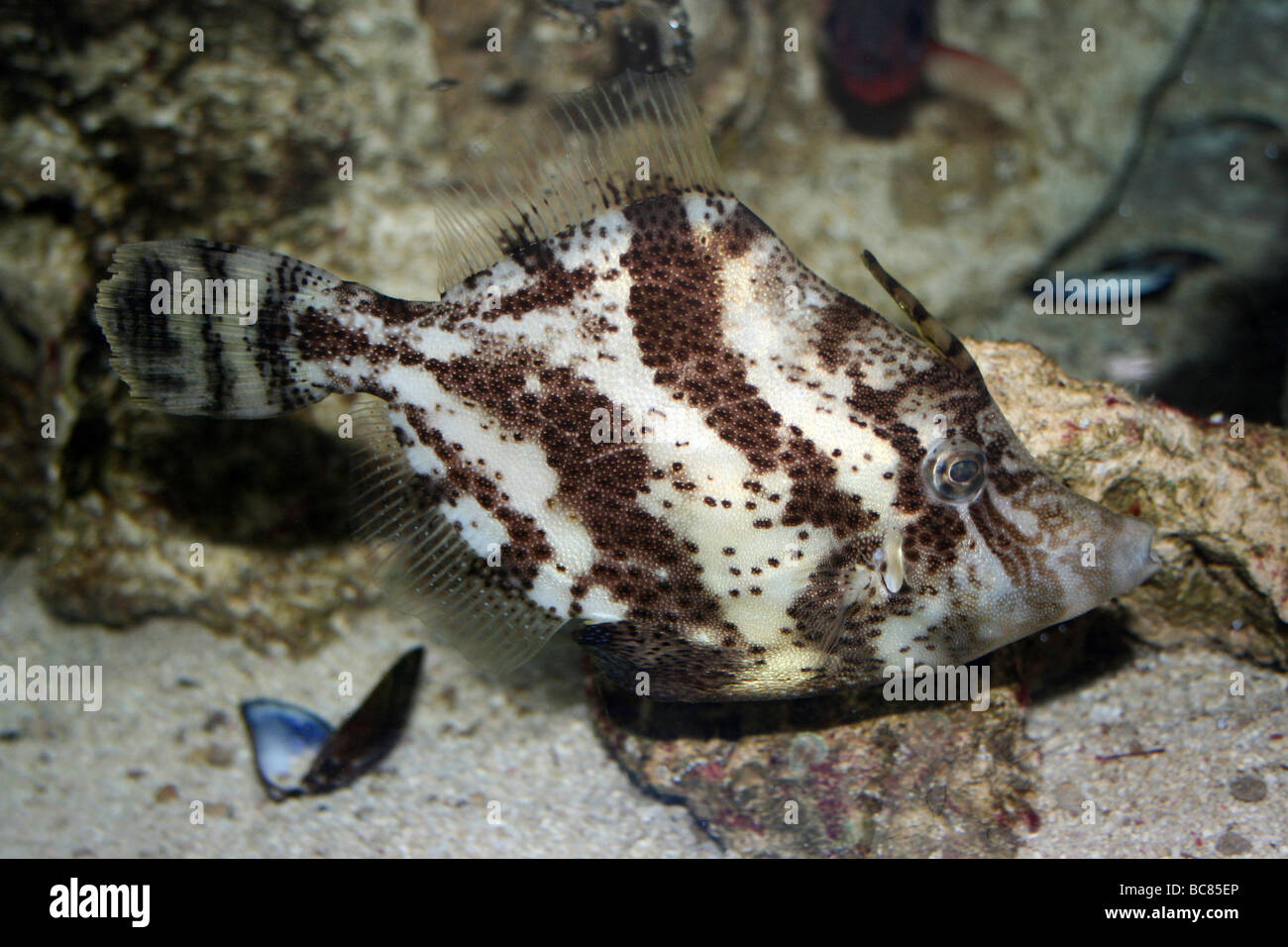 Borstenschwanzfilefisch Acreichthys tomentosus Stockfoto