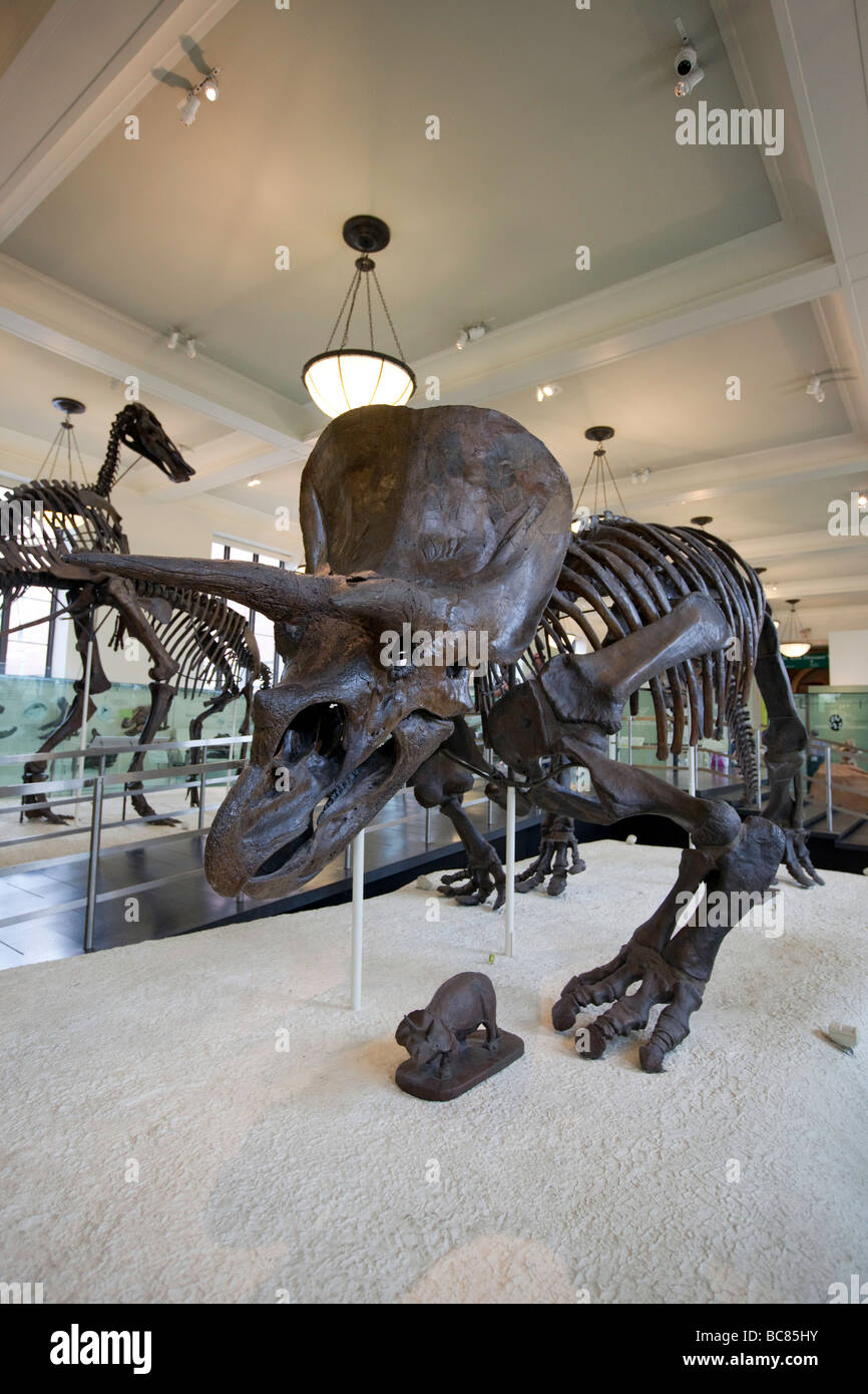 Triceratops gehörnten Dinosaurier Fossil Museum of Natural History in New York City Stockfoto
