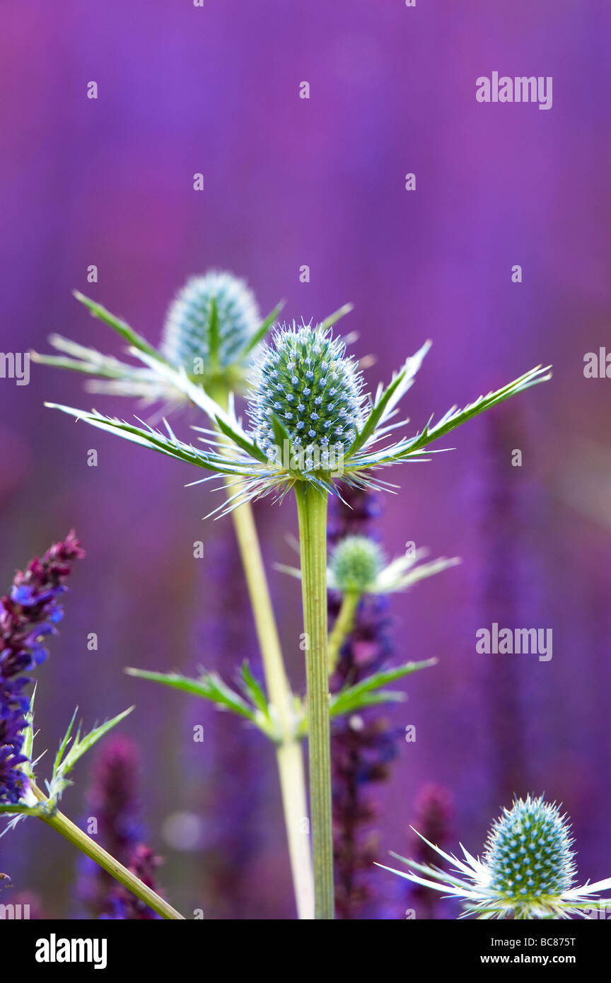 Eryngium zabelii 'Jos Eijking x'. Sea Holly Blüten mit violetter Salbei Pflanzen in einem Garten Grenze bei RHS Harlow Carr, Harrogate, England gepflanzt Stockfoto