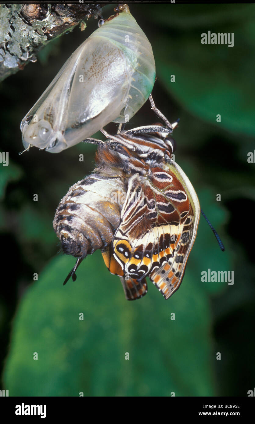 Schmetterling aus seiner Puppe Stockfoto