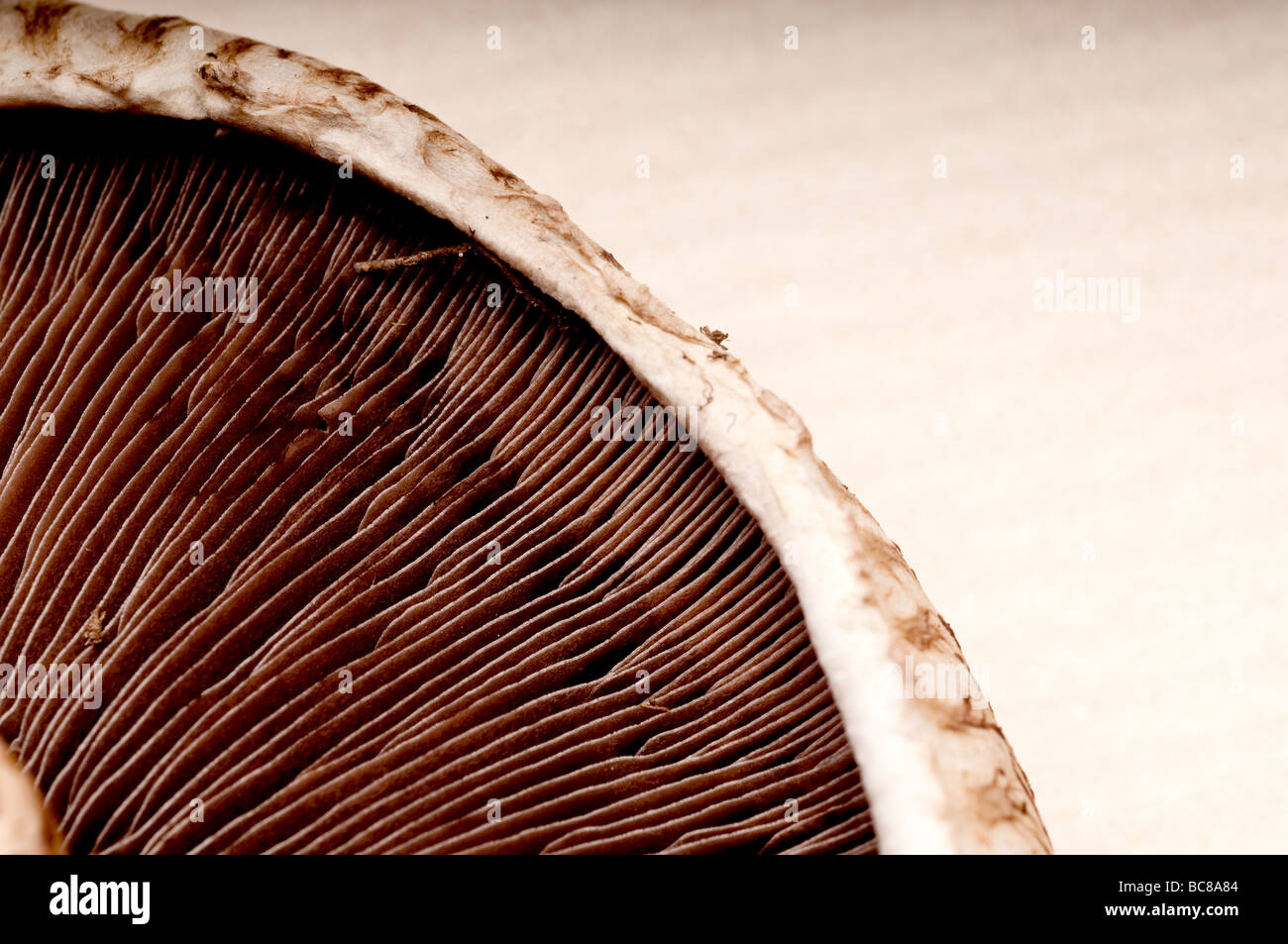 Makroaufnahme einer Portabella Pilzköpfe auf einem braunen Textued Hintergrund Stockfoto