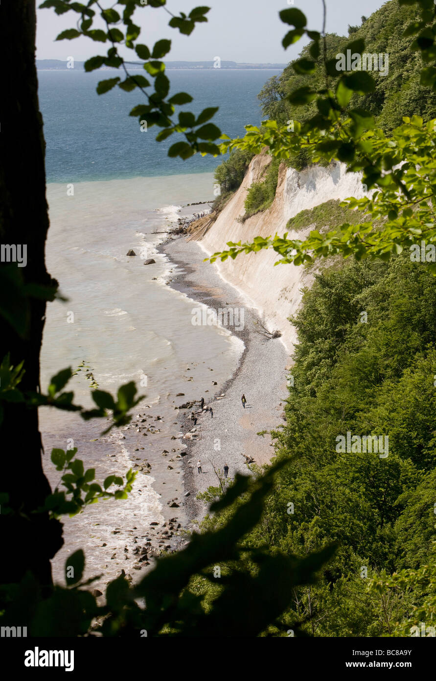 Kreidefelsen in der Naehe von Sassnitz Auf der Insel Ruegen Stockfoto