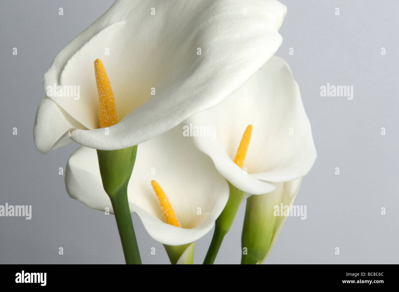 Wunderschöne Calla-Lilien vor einem weichen Hintergrund, die ihr elegantes Design hervorheben Stockfoto
