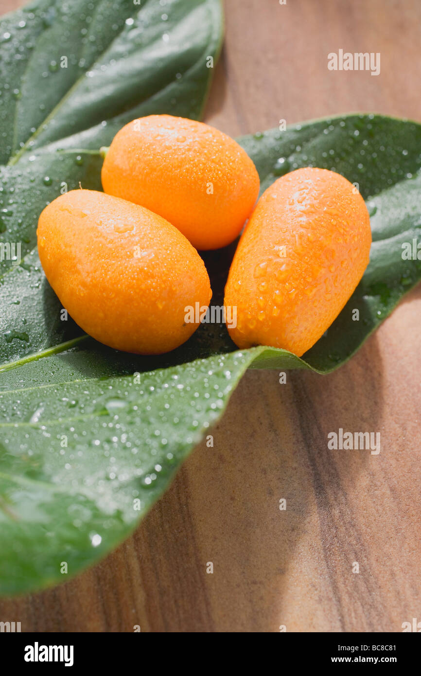 Drei Kumquats mit Wassertropfen auf den Blättern- Stockfoto