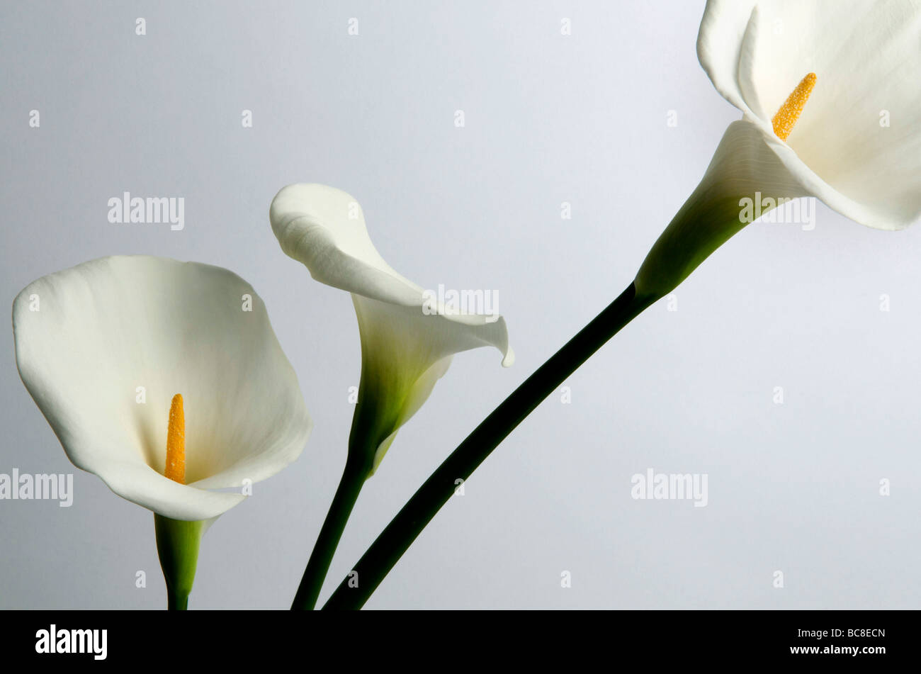 Wunderschöne Calla-Lilien vor einem weichen Hintergrund, die ihr elegantes Design hervorheben Stockfoto