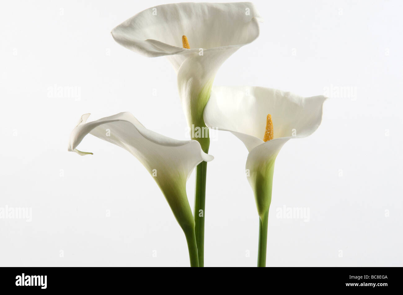 Wunderschöne Calla-Lilien vor einem weichen Hintergrund, die ihr elegantes Design hervorheben Stockfoto