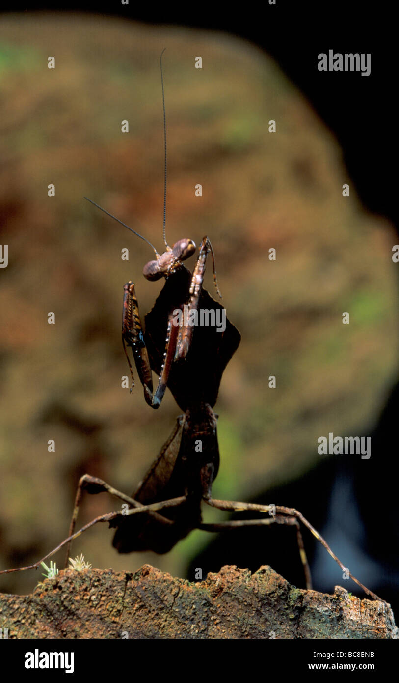 Deroplatys Toten-Blatt Mantis Stockfoto