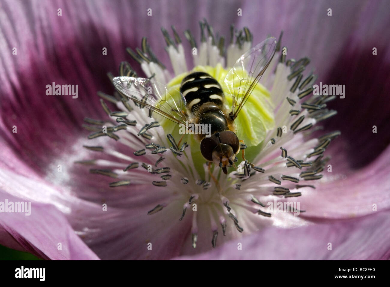 Close Up von einem Hover Fly (Scaeva Pyrastri) Fütterung auf eine Mohnblume. Stockfoto