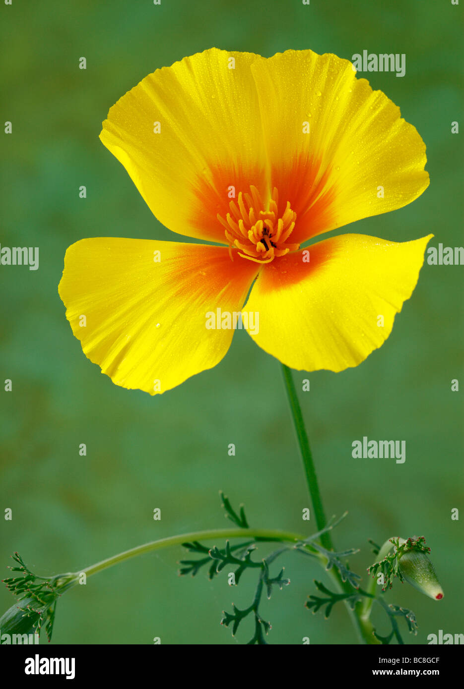 Einzelne gelbe Mohn, goldene Werte Eschscholzia Californica. Stockfoto