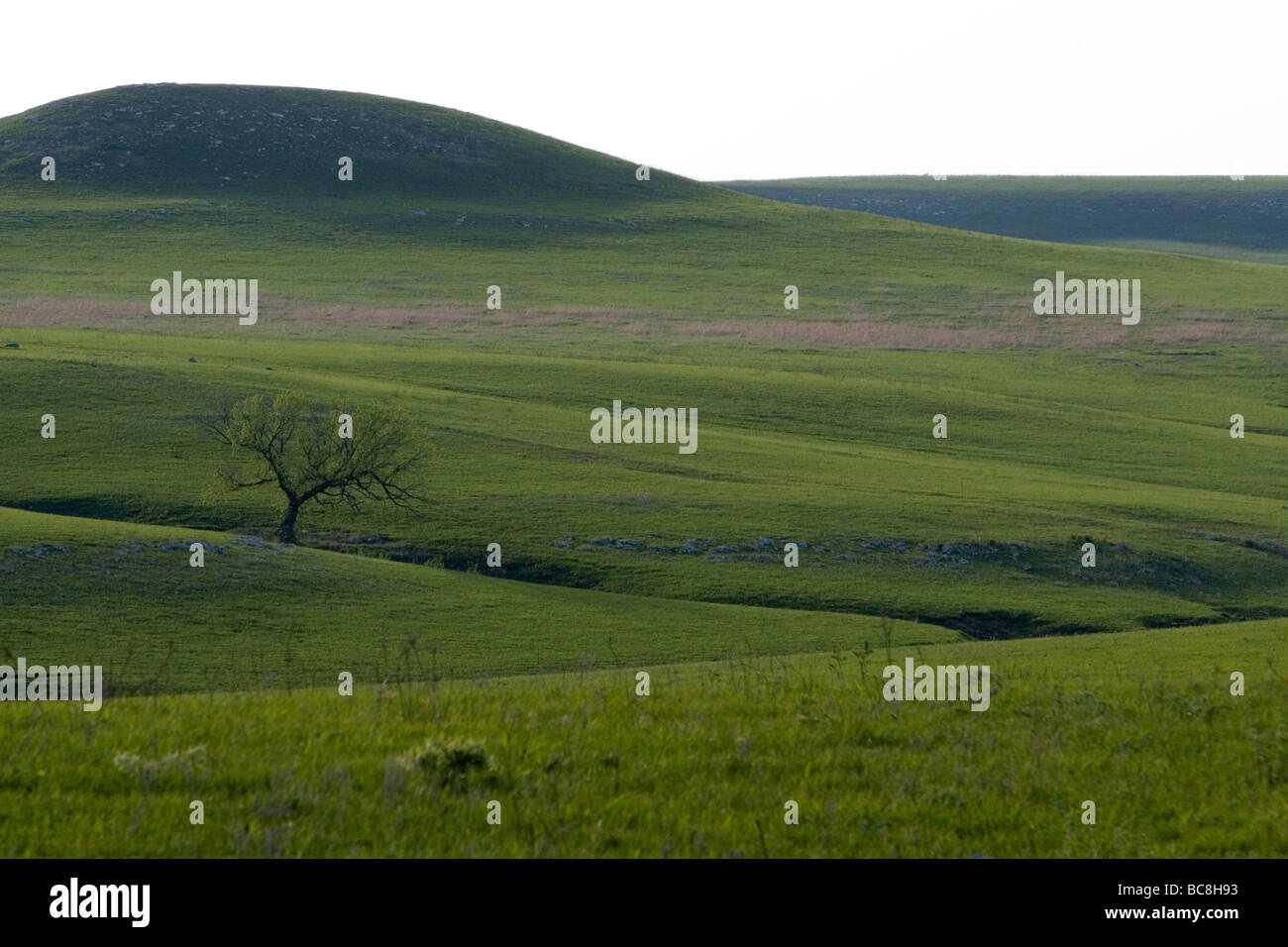 Konza Prairie biologische Station ist eine Domäne der native Tallgrass Prairie in Flint Hills des nordöstlichen Kansas USA Stockfoto