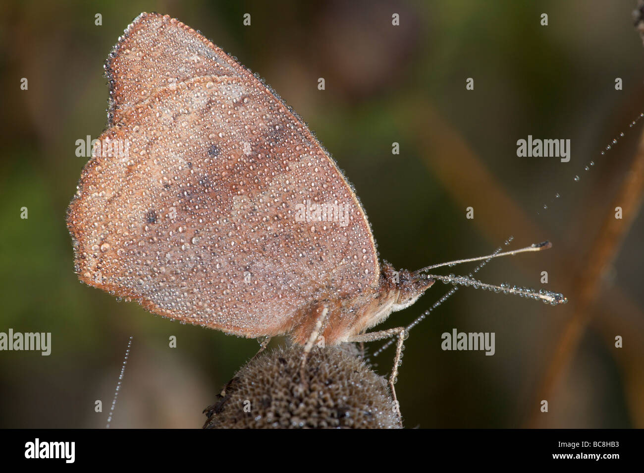 Buckeye Schmetterling bedeckt in den frühen Morgenstunden mit Tau. Stockfoto