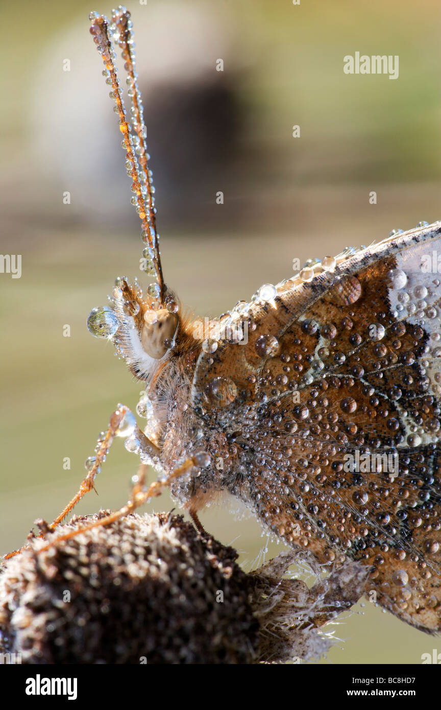 Tau bedeckt Schmetterling Stockfoto