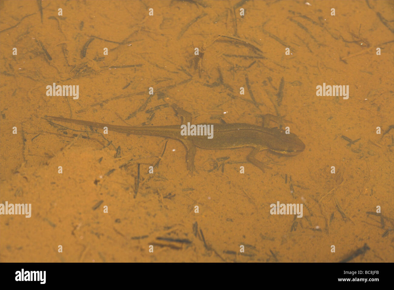 Handförmig Newt Lissotriton Helveticus in schlammigen, klaren Pool am Lager-Hügel, Somerset im Juni. Stockfoto