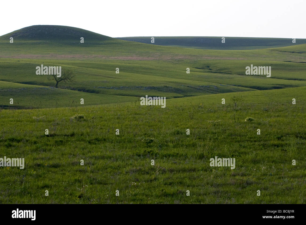 Konza Prairie biologische Station ist eine Domäne der native Tallgrass Prairie in Flint Hills des nordöstlichen Kansas USA Stockfoto