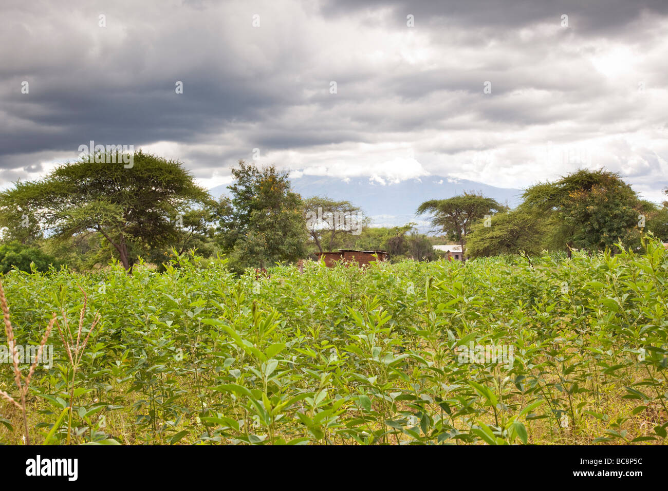 Maisfeld mit Mount Meru im Hintergrund. Kikwe Dorf Arumeru Distrikt Arusha Tansania Stockfoto