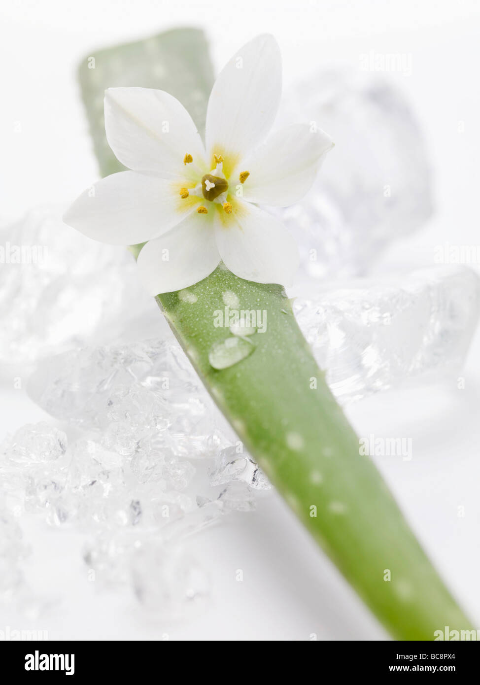 Aloe Vera Blatt mit Blume auf Eiswürfel- Stockfoto