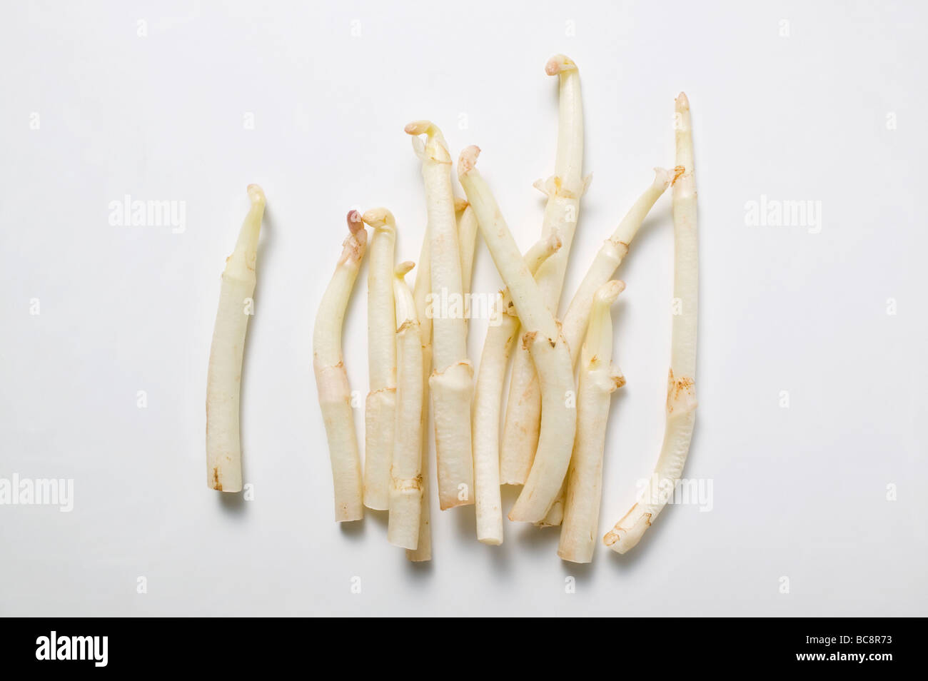Frischer weißer Spargel- Stockfoto