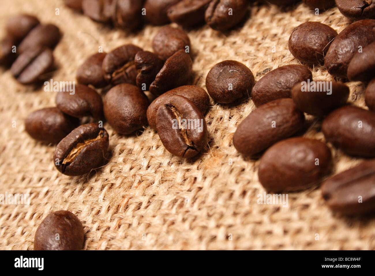 Kaffeebohne ist der Samen der Kaffeepflanze (die Grube in der rote oder  violette Frucht Stockfotografie - Alamy