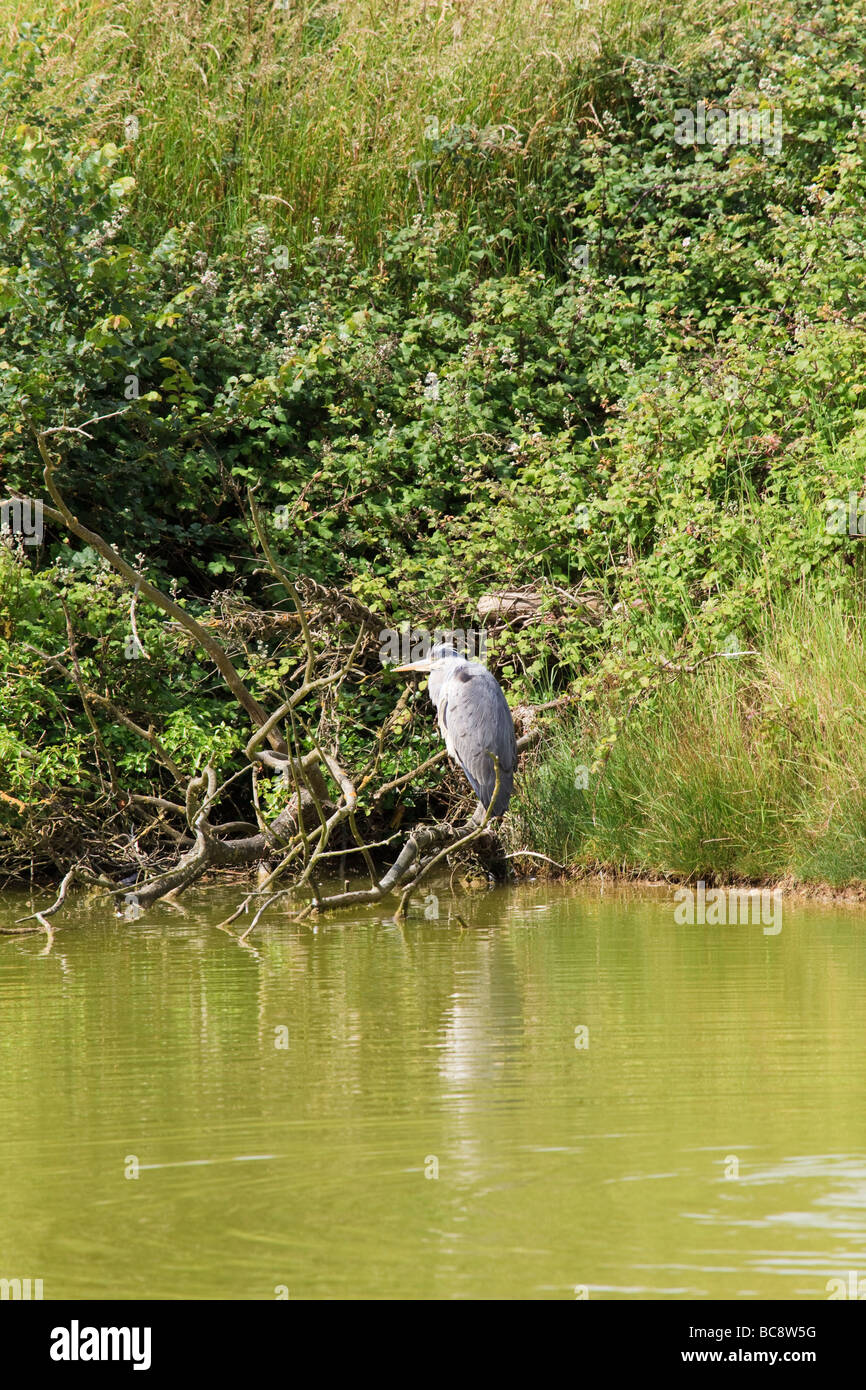 Heron auf einem Ast an der Seite eines Pools in der Nähe von Chidham West Sussex UK Stockfoto