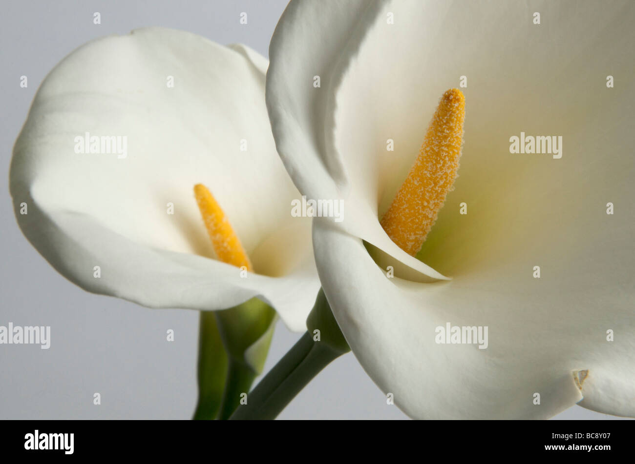 Wunderschöne Calla-Lilien vor einem weichen Hintergrund, die ihr elegantes Design hervorheben Stockfoto