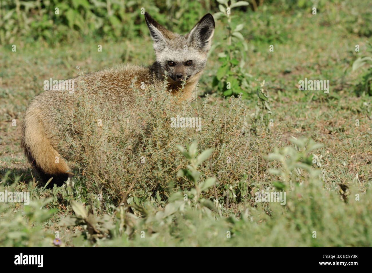 Stock Foto von einem Hieb-eared Fuchs peering von hinten Pinsel, Ndutu, Ngorongoro Conservation Area, Tansania, Februar 2009. Stockfoto