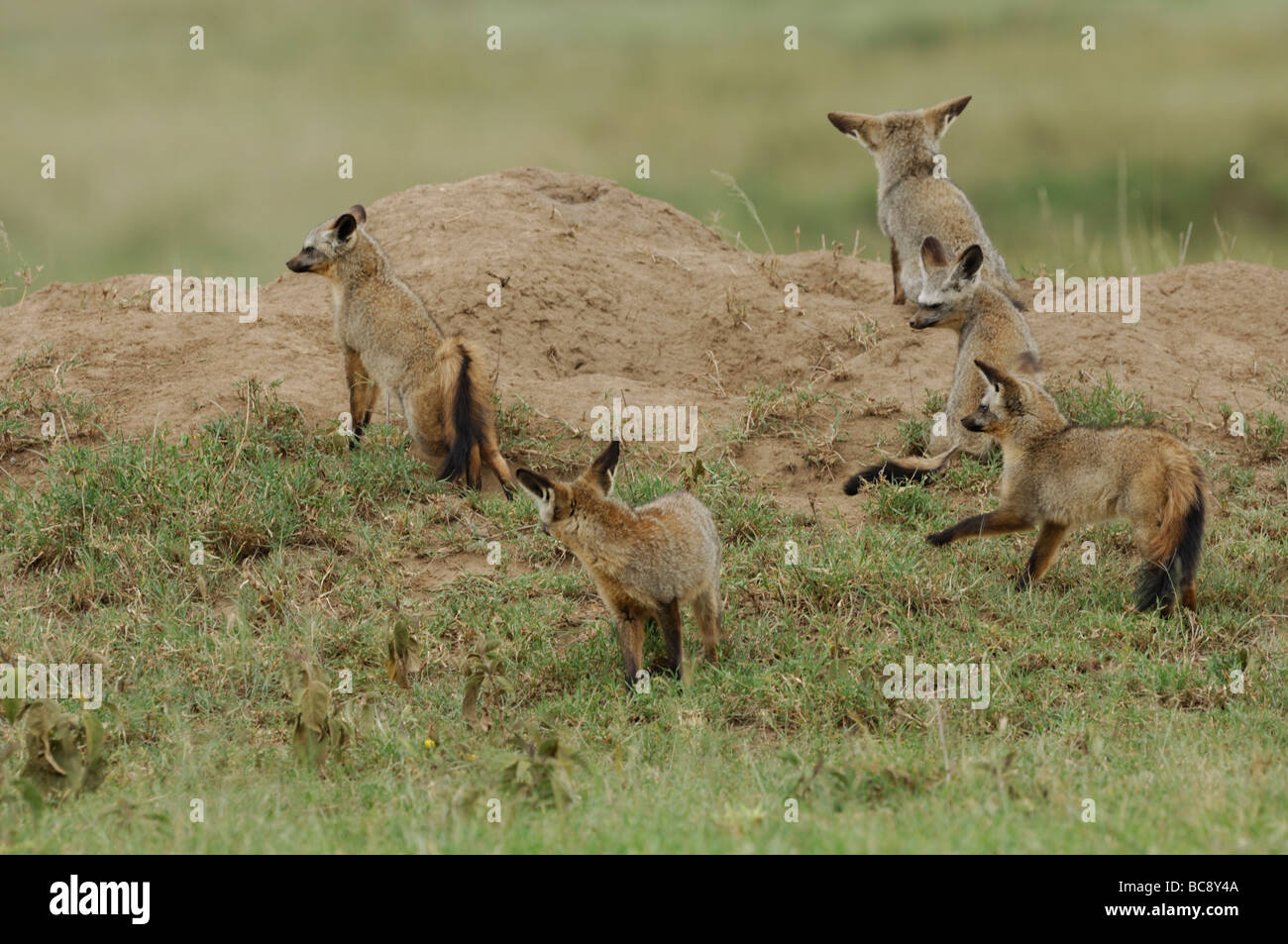 Stock Foto von Den Hieb-eared Fuchs Welpen, Serengeti Nationalpark, Tansania, Februar 2009. Stockfoto