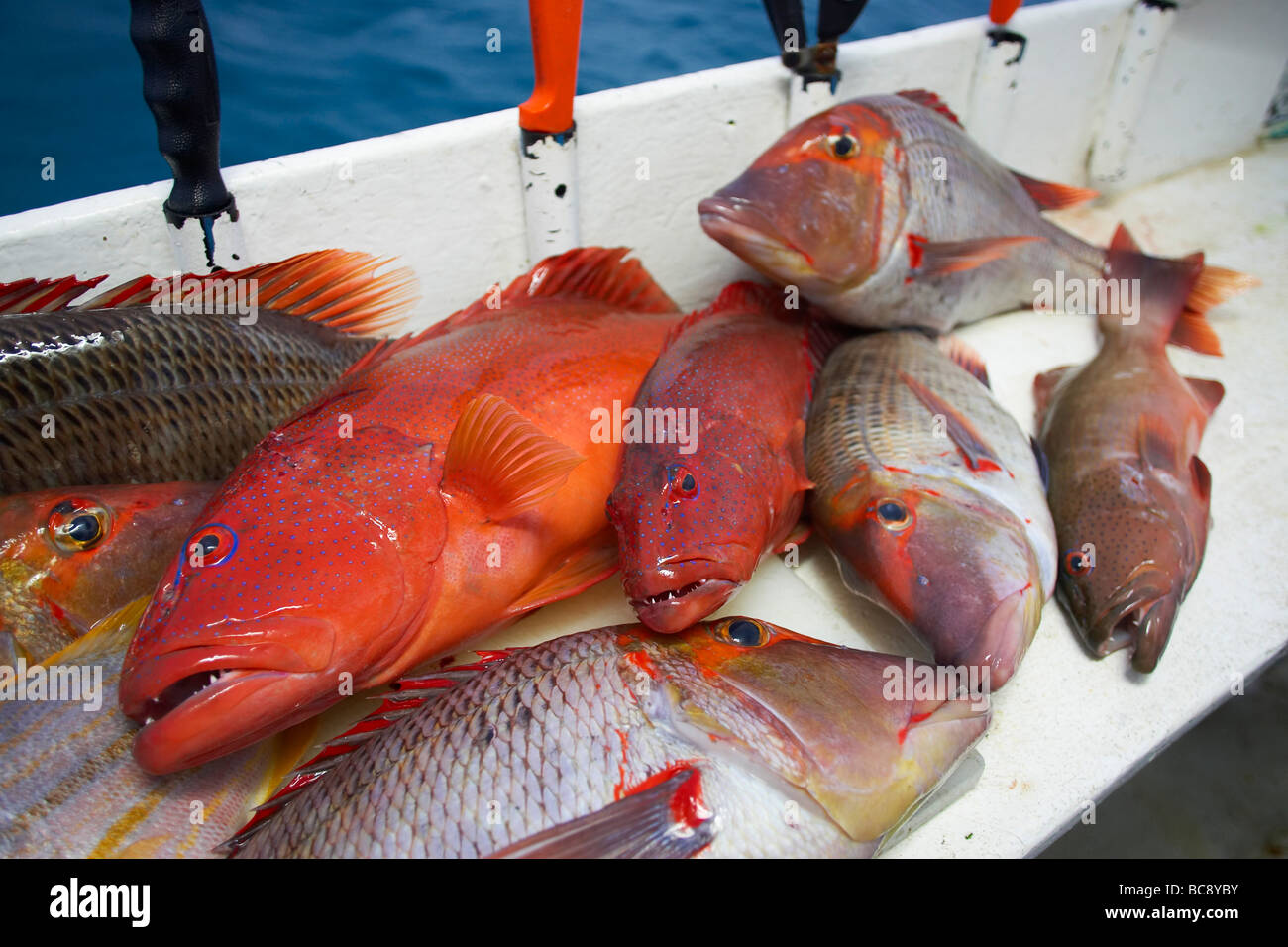 Riff-Fische fangfrisch Stockfoto