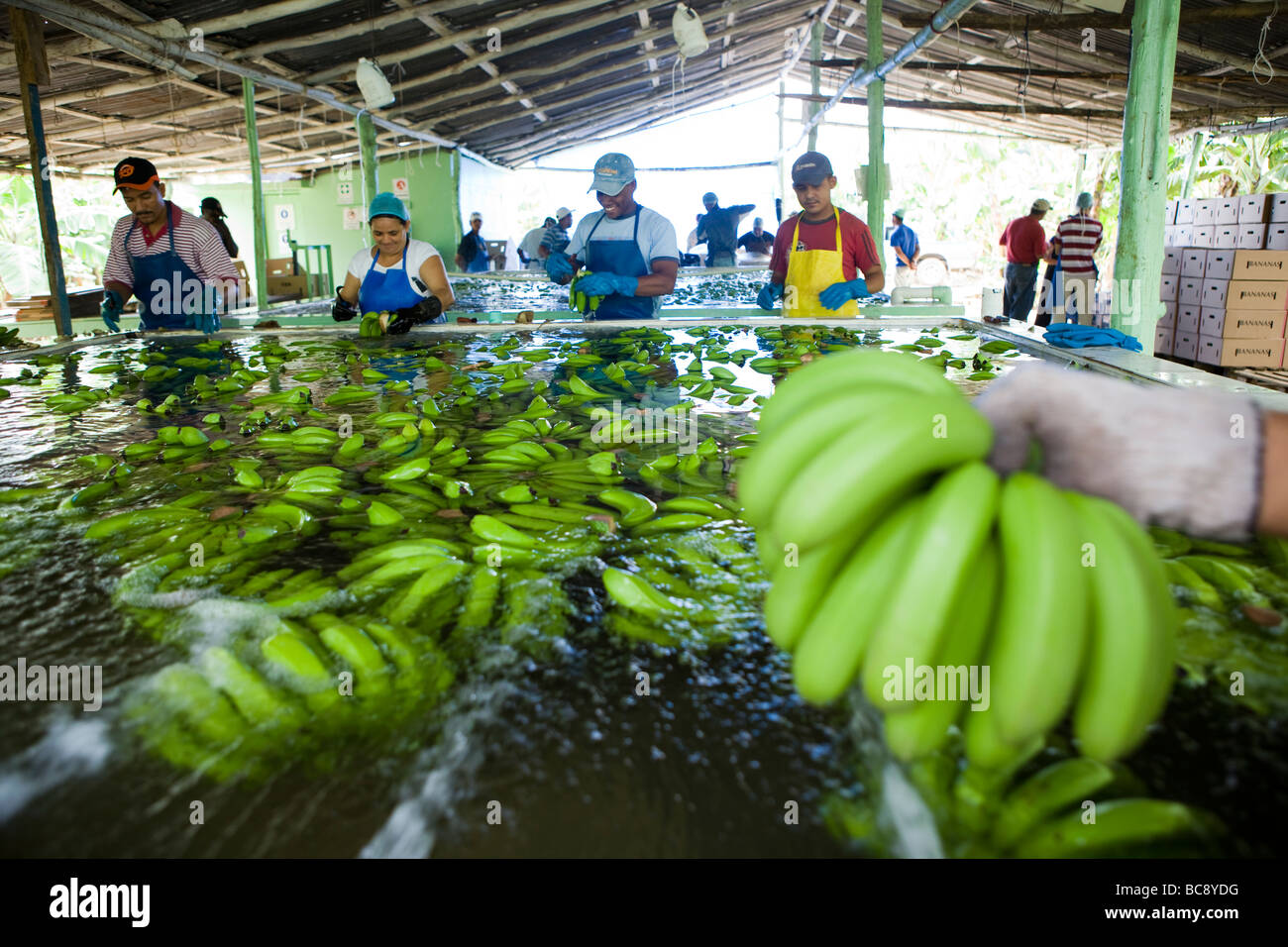 Fairtrade-Bananen Bauer, Dominikanische Republik Stockfoto