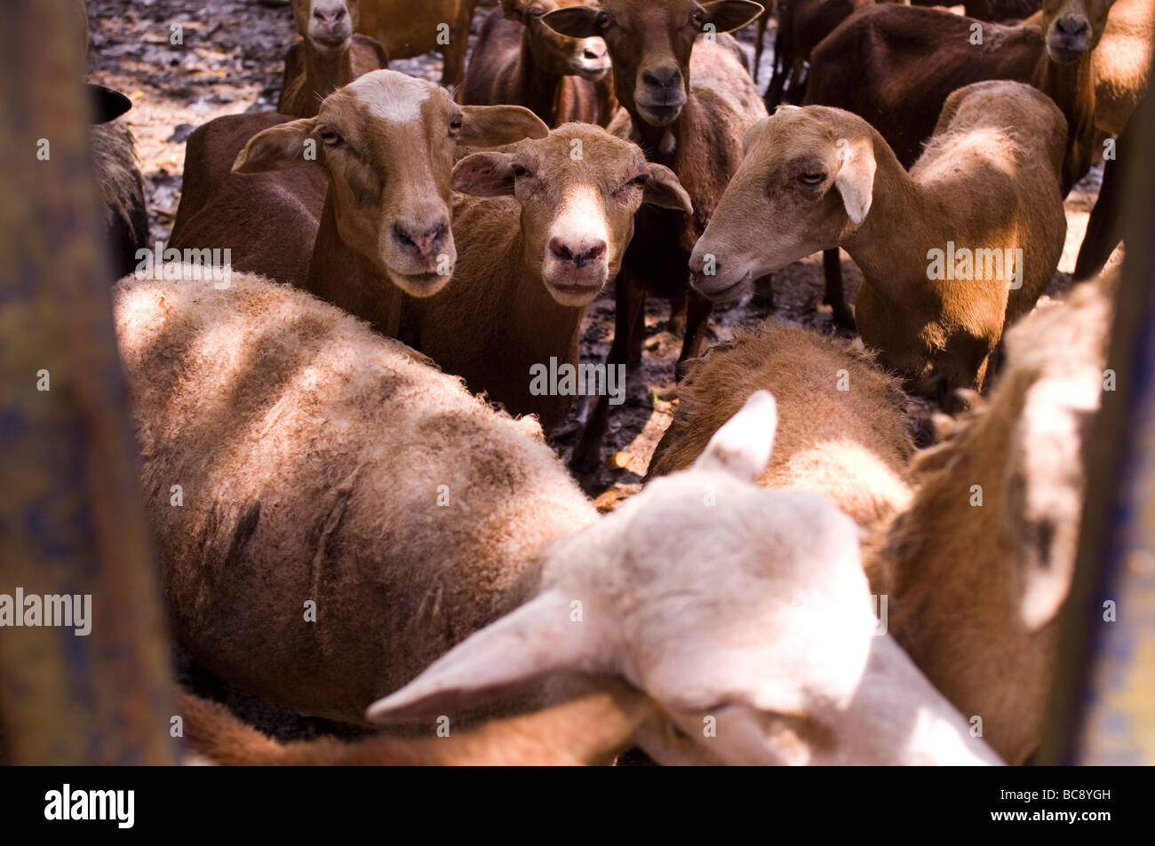 Hausschafe (Ovis Aries) sind Wiederkäuer, vierbeinigen Säugetiere in der Regel als Nutztiere gehalten. Wie alle Wiederkäuer sind Schafe Mitglieder Stockfoto
