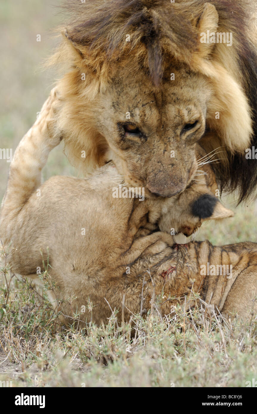 Stock Foto von einem großen männlichen Löwen angreifen und töten eine Cub, Ndutu, Tansania, Februar 2009. Stockfoto