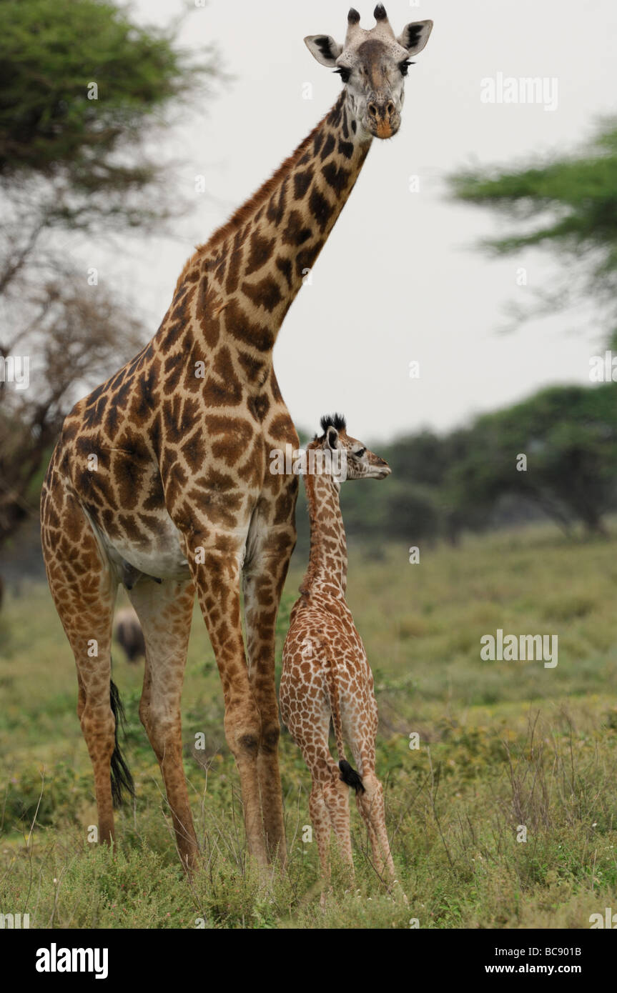 Stock Foto von einer Giraffe Kuh und Kalb stehen zusammen in den Wald Ndutu, Tansania, 2009. Stockfoto