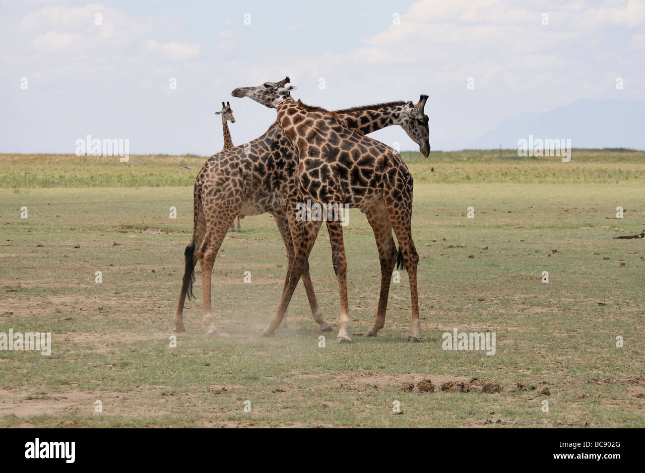 Stock Foto von zwei Masai Giraffe sparring, Lake Manyara National Park, Tansania, 2009. Stockfoto