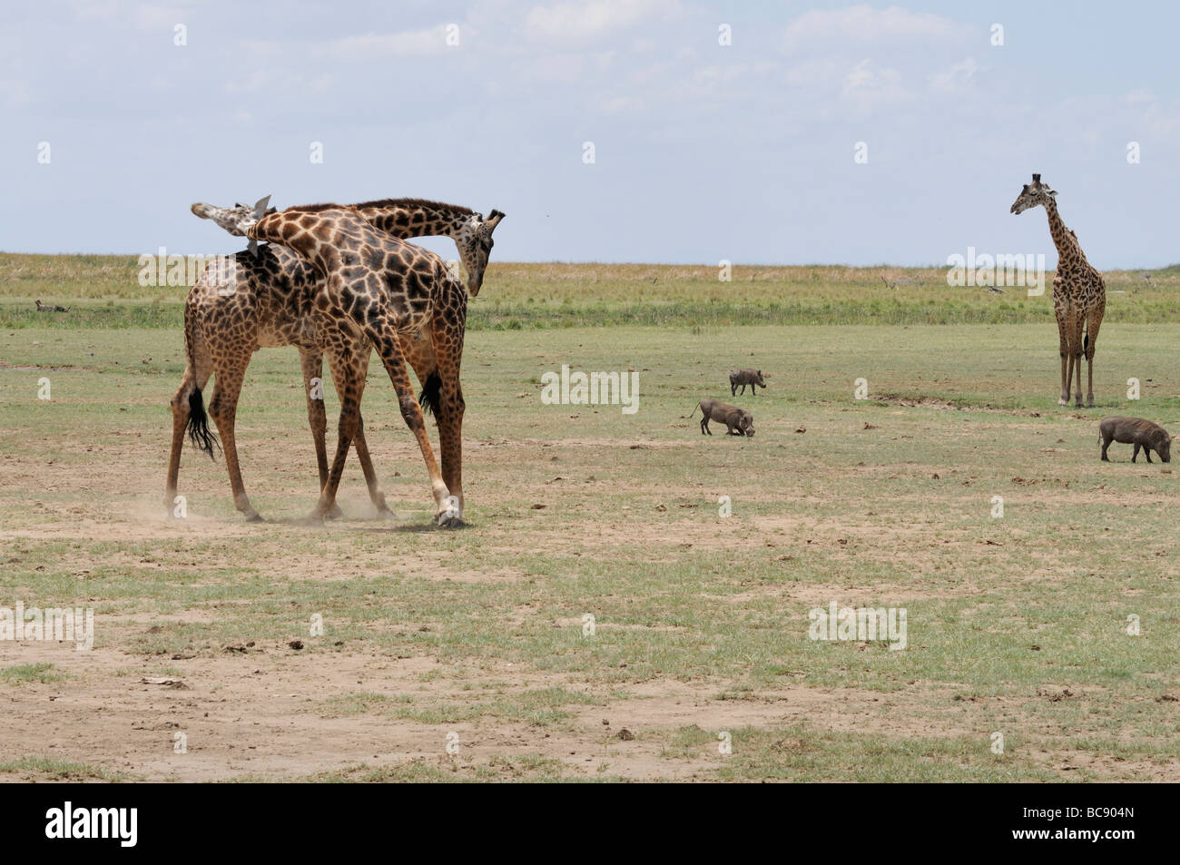 Stock Foto von zwei Masai Giraffe sparring, Lake Manyara National Park, Tansania, 2009. Stockfoto